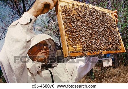 The river. Honey. An apiary. Bees. View Large Photo Image Stock Image - The river. Honey. An apiary. Bees.. Fotosearch