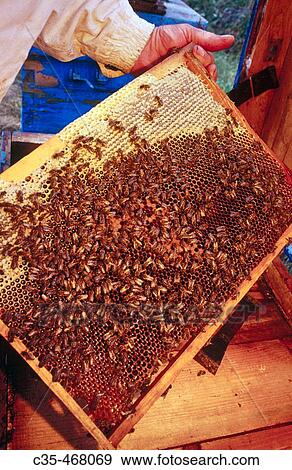 The river. Honey. An apiary. Bees. View Large Photo Image Stock Photo - The river. Honey. An apiary. Bees.. Fotosearch