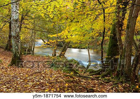 The River Teign flowing through Dunsford Wood in autumn in the Dartmoor National Park, Devon, England, UK, Europe View Large Photo Image Picture - The River Teign flowing through Dunsford Wood in autumn in the Dartmoor National Park, Devon, England, UK, Europe. Fotosearch