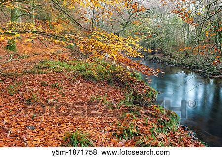 The River Teign flowing through Hitchcombe Wood in autumn in the Dartmoor National Park, Devon, England, UK, Europe View Large Photo Image Stock Photo - The River Teign flowing through Hitchcombe Wood in autumn in the Dartmoor National Park, Devon, England, UK, Europe. Fotosearch