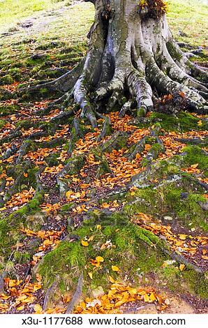 The roots of a beech tree in woodland at Grasmere in The Lake District National Park Cumbria, England, United Kingdom View Large Photo Image Stock Photo - The roots of a beech tree in woodland at Grasmere in The Lake District National Park Cumbria, England, United Kingdom. Fotosearch