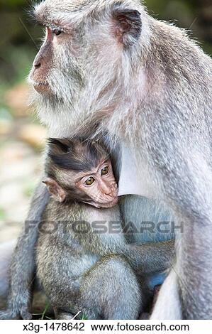 The sacred Monkey Forest in Ubud is full of mischevious monkeys. Though dangerous when provoked they are usually friendly and crafty. View Large Photo Image Stock Image - The sacred Monkey Forest in Ubud is full of mischevious monkeys. Though dangerous when provoked they are usually friendly and crafty.. Fotosearch