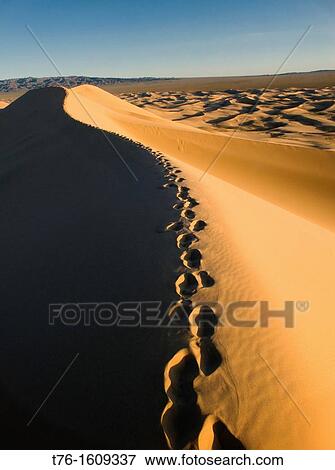 the sand dunes of Khongoryn Els at sunset in the Gobi Desert of Mongolia View Large Photo Image Stock Photo - the sand dunes of Khongoryn Els at sunset in the Gobi Desert of Mongolia. Fotosearch