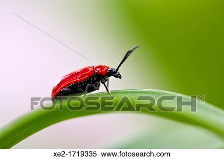 Stock Photography - The scarlet lily beetle Lilioceris lilii, or red / leaf lily beetle, Crete. Fotosearch