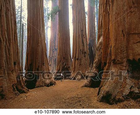 ? The Senate? in Sequoia National Park. California, USA View Large Photo Image Stock Image - ? The Senate? in Sequoia National Park. California, USA. Fotosearch