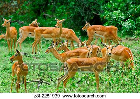 Stock Photo - The shores of Lake Nakuru in Kenya are inhabitated by dozen of species, making it a paradise for wildlife photography.. Fotosearch