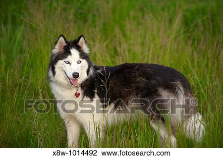 Stock Image - The Siberian Husky is a medium-size, dense-coat working dog breed that originated in eastern Siberia. Fotosearch
