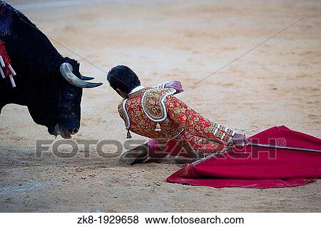 the Spanish toreador The Fandi of knees very close between the horns of the bull, Spain View Large Photo Image Stock Photo - the Spanish toreador The Fandi of knees very close between the horns of the bull, Spain. Fotosearch