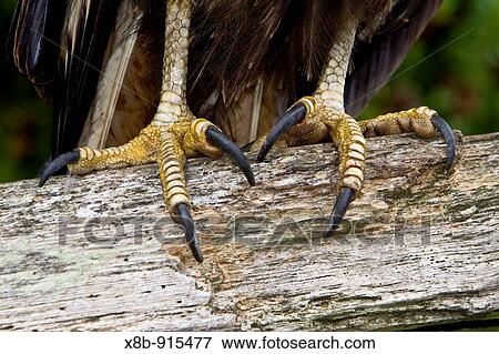 Stock Photo - The Striated Caracara, Phalcoboenus australis is a bird of prey of the Falconidae family In the Falkland Islands it is known as Johnny Rook. Fotosearch