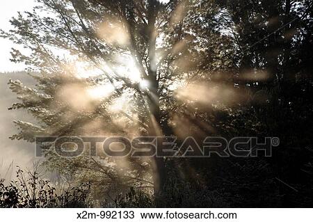 The sun behind a pine tree along Zealand Road in the White Mountains, New Hampshire USA View Large Photo Image Stock Image - The sun behind a pine tree along Zealand Road in the White Mountains, New Hampshire USA. Fotosearch