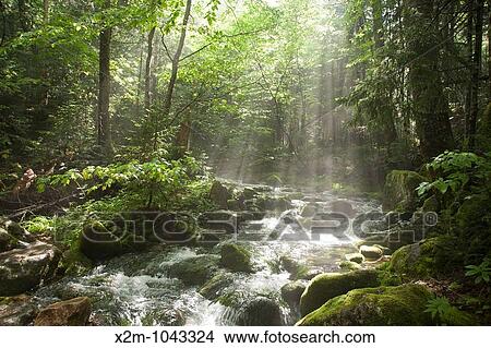 The sun breaks through the forest along the Ammonoosuc Ravine Trail during the summer months Located in the White Mountains, New Hampshire USA View Large Photo Image Picture - The sun breaks through the forest along the Ammonoosuc Ravine Trail during the summer months Located in the White Mountains, New Hampshire USA. Fotosearch