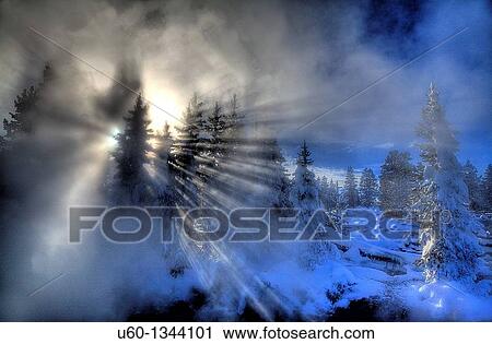 The sun bursts through the steam and pine trees at the West Thumb Geyser Basin at Yellowstone National Park, Wyoming View Large Photo Image Stock Image - The sun bursts through the steam and pine trees at the West Thumb Geyser Basin at Yellowstone National Park, Wyoming. Fotosearch