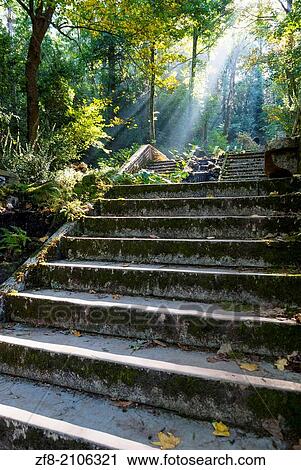 Stock Image - The Sun light enters the forest of Bussaco, Portugal.. Fotosearch