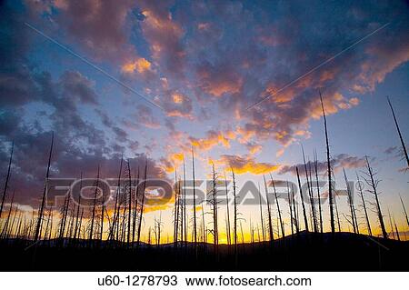 Stock Image - The sun sets behind an old growth forest of Lodgepole Pines at Yellowstone National Park, Wyoming. Fotosearch