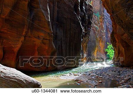 Stock Image - The sun shines on a lone tree in The Narrows alongside the Virgin River at Zion National Park, Utah. Fotosearch