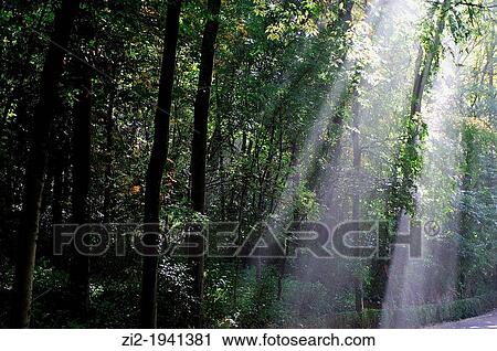 The sun's rays are filtered through the forest surrounding the Alhambra. Granada, Spain View Large Photo Image Stock Image - The sun's rays are filtered through the forest surrounding the Alhambra. Granada, Spain. Fotosearch