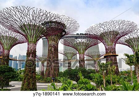 The Supertree Grove at Gardens by the Bay with the Marina Bay Sands in the background, Singapore View Large Photo Image Stock Image - The Supertree Grove at Gardens by the Bay with the Marina Bay Sands in the background, Singapore. Fotosearch
