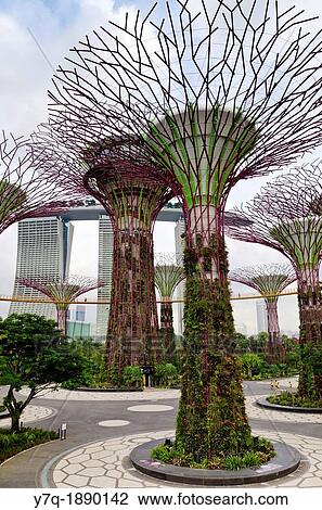 Stock Image - The Supertree Grove at Gardens by the Bay with the Marina Bay Sands in the background, Singapore. Fotosearch