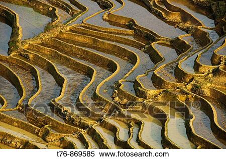 the surreal rice terraces of Yuanyang in Yunnan China View Large Photo Image Stock Photography - the surreal rice terraces of Yuanyang in Yunnan China. Fotosearch