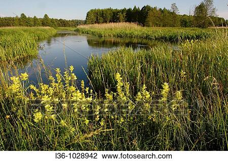 The Swislocz river The border between Poland and Bielorusia Between Bielorusia and the European Union Podlasie region Eastern poland View Large Photo Image Stock Image - The Swislocz river The border between Poland and Bielorusia Between Bielorusia and the European Union Podlasie region Eastern poland. Fotosearch