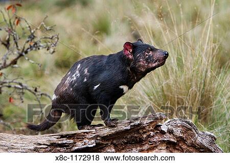 Stock Photo - The Tasmanian Devil Sarcophilus harrisii is the largest of the Dasyuridae, strictly protected and endangered. Fotosearch