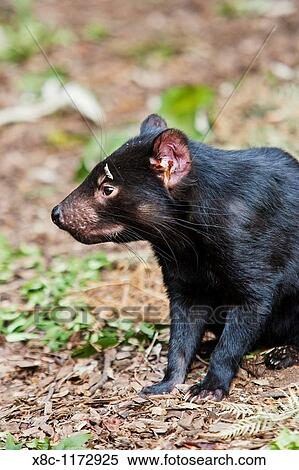 Stock Photography - The Tasmanian Devil Sarcophilus harrisii is the largest of the Dasyuridae, strictly protected and endangered. Fotosearch