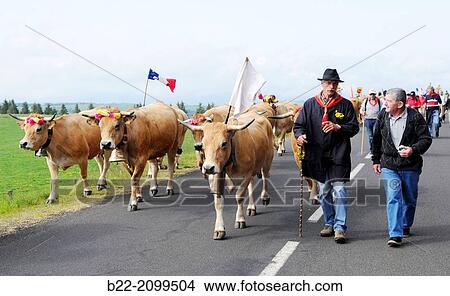 The Transhumance, traditional festival on the Aubrac plateau. At the end of May, herds of cows are led to the summer pastures, Aubrac, North Aveyron, Midi-Pyr? n? es, France. View Large Photo Image Picture - The Transhumance, traditional festival on the Aubrac plateau. At the end of May, herds of cows are led to the summer pastures, Aubrac, North Aveyron, Midi-Pyr? n? es, France.. Fotosearch