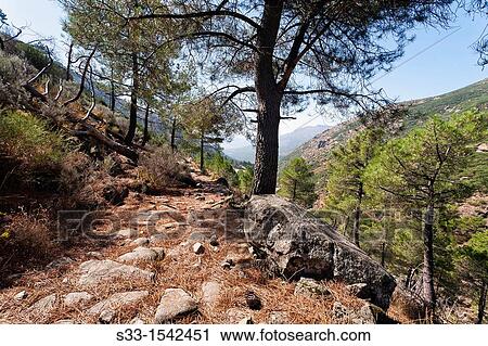 The Tres Pinos road in the Sierra de Gredos Pedro Bernardo? vila Castilla Le? n Spain View Large Photo Image Stock Image - The Tres Pinos road in the Sierra de Gredos Pedro Bernardo? vila Castilla Le? n Spain. Fotosearch