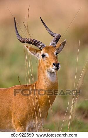 The Ugandan Kob Kobus kob thomasi in the Murchison Falls National Parl is the heraldic animal of Uganda Africa, East Africa, Uganda View Large Photo Image Stock Photo - The Ugandan Kob Kobus kob thomasi in the Murchison Falls National Parl is the heraldic animal of Uganda Africa, East Africa, Uganda. Fotosearch