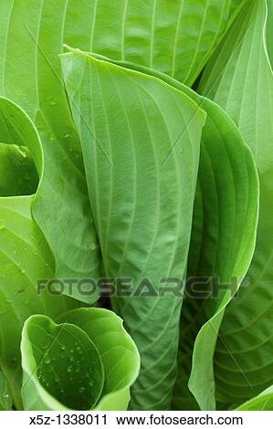 Stock Image - The unfurling leaves of a hosta, specifically sum and substance. Fotosearch