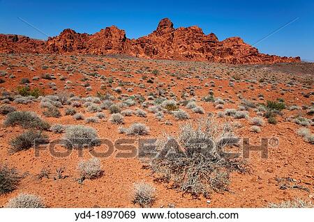 The Valley of Fire derives its name from red sandstone formations, formed from great shifting sand dunes durind the age of dinosaurs, 150 million years ago Nevada, USA View Large Photo Image Stock Photo - The Valley of Fire derives its name from red sandstone formations, formed from great shifting sand dunes durind the age of dinosaurs, 150 million years ago Nevada, USA. Fotosearch