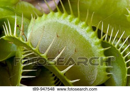 Stock Photo - The Venus Flytrap ( Dionaea muscipula) carnivorous plant. Fotosearch