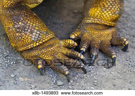 The very colorful Galapagos land iguana Conolophus subcristatus in the Galapagos Island Archipelago, Ecuador MORE INFO This large land iguana is endemic to the Galapagos Islands View Large Photo Image Stock Image - The very colorful Galapagos land iguana Conolophus subcristatus in the Galapagos Island Archipelago, Ecuador MORE INFO This large land iguana is endemic to the Galapagos Islands. Fotosearch