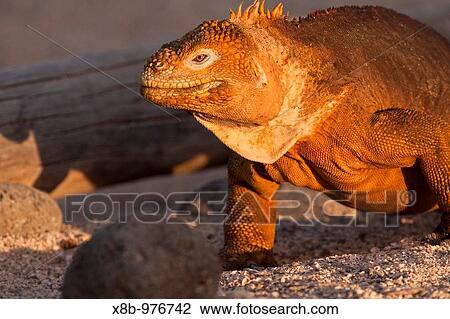 Stock Image - The very colorful Galapagos land iguana Conolophus subcristatus in the Galapagos Island Archipelago, Ecuador MORE INFO: This large land iguana is endemic to the Galapagos Islands. Fotosearch