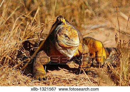 The very colorful Galapagos land iguana Conolophus subcristatus in the Galapagos Island Archipelago, Ecuador This large land iguana is endemic to the Galapagos Islands View Large Photo Image Stock Photo - The very colorful Galapagos land iguana Conolophus subcristatus in the Galapagos Island Archipelago, Ecuador This large land iguana is endemic to the Galapagos Islands. Fotosearch