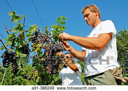 The vineyard producing the famous grapes for the Casanova salto wine in Hotel 5* Cipriani on Giudecca island. Venice. Italy View Large Photo Image Stock Photo - The vineyard producing the famous grapes for the Casanova salto wine in Hotel 5* Cipriani on Giudecca island. Venice. Italy. Fotosearch