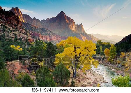 Stock Image - The Watchman over Cottonwood tree in fall along the Virgin River, Zion National Park, Utah. Fotosearch