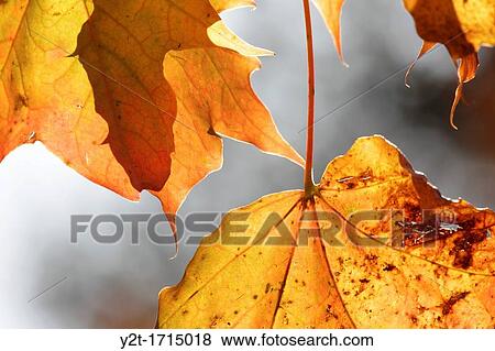 The yellow-orange leaves of a maple tree Acer sp are lit up by the autumn sun View Large Photo Image Stock Photo - The yellow-orange leaves of a maple tree Acer sp are lit up by the autumn sun. Fotosearch