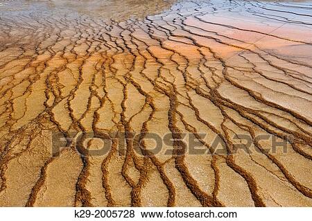 Stock Photo - Thermophyllic algae colonies near Grand Prismatic Spring in the Midway Geyser Basin, Yellowstone NP, Wyoming, USA.. Fotosearch