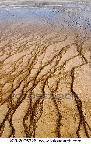 Stock Photograph - Thermophyllic algae colonies near Grand Prismatic Spring in the Midway Geyser Basin, Yellowstone NP, Wyoming, USA.. Fotosearch