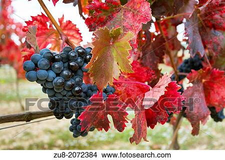 Picture - These are the last days of harvest in the Rioja region, the leaves on the vines are they changing its color to yellow and red tones, marking the arrival of autumn and the end of a crop cycle.. Fotosearch