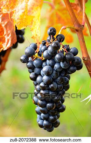 Stock Photo - These are the last days of harvest in the Rioja region, the leaves on the vines are they changing its color to yellow and red tones, marking the arrival of autumn and the end of a crop cycle.. Fotosearch