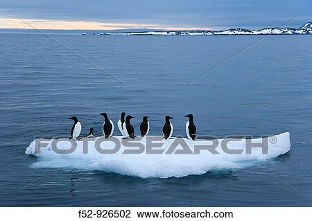 Thick-billed Murre (Uria lomvia) View Large Photo Image Stock Image - Thick-billed Murre (Uria lomvia). Fotosearch