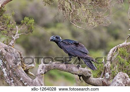 Thick-billed raven Corvus crassirostris in the highlands of Ethiopia, Thick-billed ravens are together with Common ravens the largest birds of the passeriformes group Africa, East Africa, Ethiopia, October 2010 View Large Photo Image Stock Photo - Thick-billed raven Corvus crassirostris in the highlands of Ethiopia, Thick-billed ravens are together with Common ravens the largest birds of the passeriformes group Africa, East Africa, Ethiopia, October 2010. Fotosearch