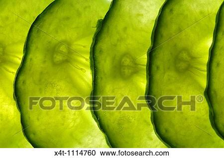 thin slices of cucumber lit from behind, overlapping in a line, View Large Photo Image Stock Image - thin slices of cucumber lit from behind, overlapping in a line,. Fotosearch