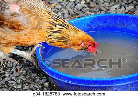 Thirsty Rooster View Large Photo Image Stock Photo - Thirsty Rooster. Fotosearch