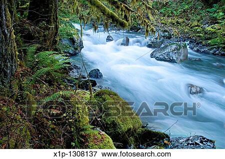 Stock Photo - This beautiful nature image is a Pacific Northwest forest with a river running through over rocks with lots of moss hanging from trees and undergrowth ferns This is taken of the North Fork of Nooksack River in Whatcom County Washington state America. Fotosearch