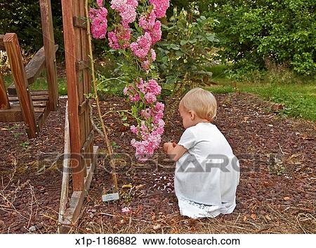 This cute Caucasian eighteen month old toddler girl is wearing a long white dress and is squatting in the backyard garden closely exploring some miniature climbing pink roses View Large Photo Image Stock Image - This cute Caucasian eighteen month old toddler girl is wearing a long white dress and is squatting in the backyard garden closely exploring some miniature climbing pink roses. Fotosearch