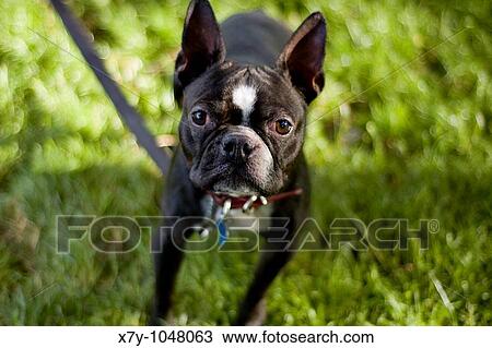 This dog stands at attention or is it curiosoty Prospect Park, Brooklyn, NY View Large Photo Image Stock Image - This dog stands at attention or is it curiosoty Prospect Park, Brooklyn, NY. Fotosearch