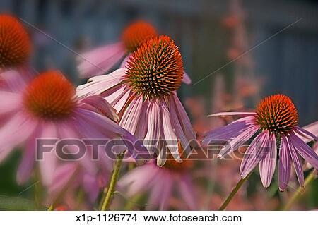 This image is Echinacea Pallida, commonly known as pink coneflower a beautiful summer perennial garden plant and herb Background intentionally blurred for artistic effect View Large Photo Image Picture - This image is Echinacea Pallida, commonly known as pink coneflower a beautiful summer perennial garden plant and herb Background intentionally blurred for artistic effect. Fotosearch